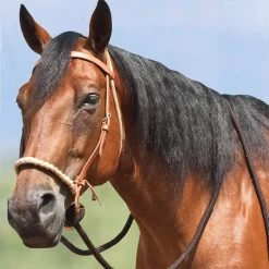 Mustang Breaking Hackamore