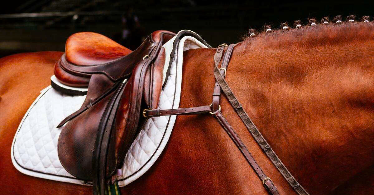 HORSE TACK Store 10 HORSE TACK Store -HORSE TACK Store z6380210935847 25119d1eac184302c9e3d814cba32f60